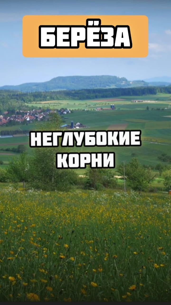 Неглубокие корни березы смотреть онлайн