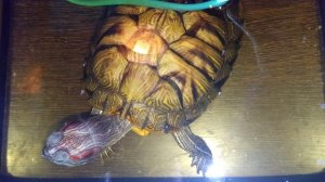 Анекдоты от умной колонки Маруся,  Красноухие черепахи 🐢 с утра 13-12-2025.
