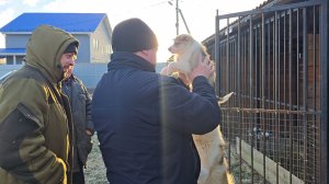 Первый щенок уехал