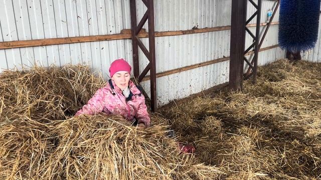 Привезли новых жителей+10 голов! Готовимся к отёлам! Почему не снимаем стройку новой фермы? смотреть онлайн