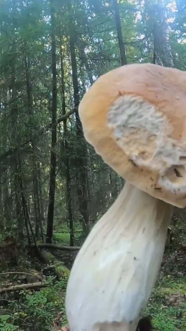 НАШЁЛ БЕЛЫЙ ГРИБ ГИГАНТ И ОБАЛДЕЛ. СРЕЗАТЬ ИЛИ ВЫКРУЧИВАТЬ ГРИБЫ? #лес #грибы #природа смотреть онлайн