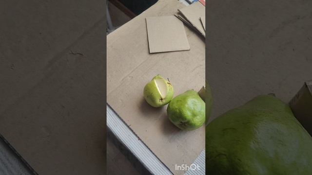 Черенки груши Яй-Гюрен, Весильня, Просто, гибрид Шарафуга и многое другое. смотреть онлайн