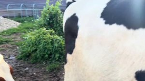 Отёл голштинской Нетели! Первая дойка, кормление теленка и удой первотелки в частном подворье!