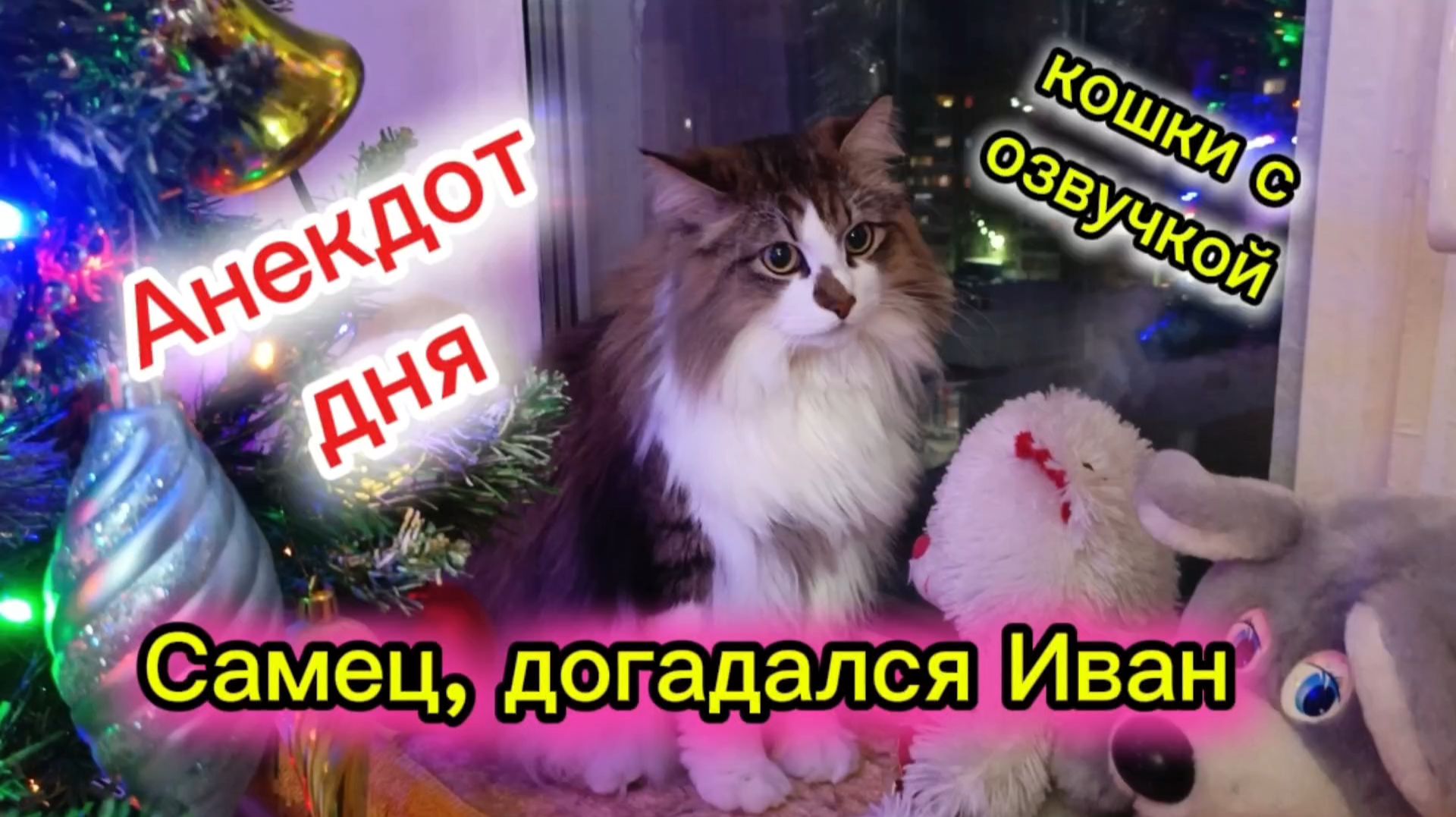 Кошки с озвучкой. Анекдот дня. смотреть онлайн