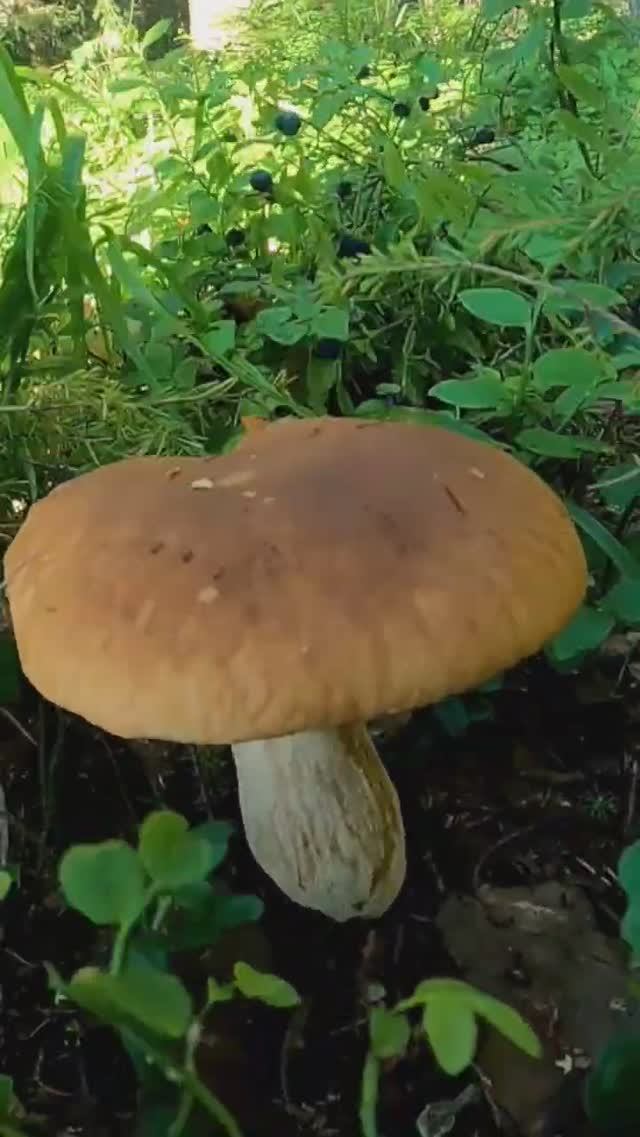 Грибы один краше другого в лесу. Сказочная Карелия #лес #грибы #природа #карелия смотреть онлайн