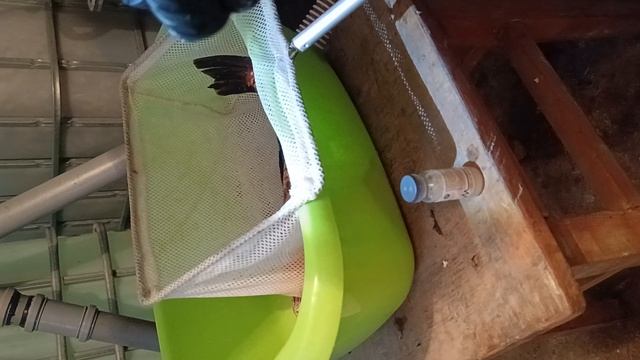 Инкубация икры карпа смотреть онлайн