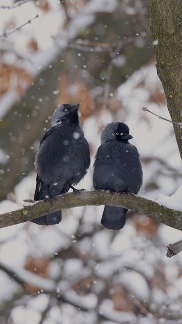 Галка ГНЕЗДО #гнездаптиц #shorts смотреть онлайн