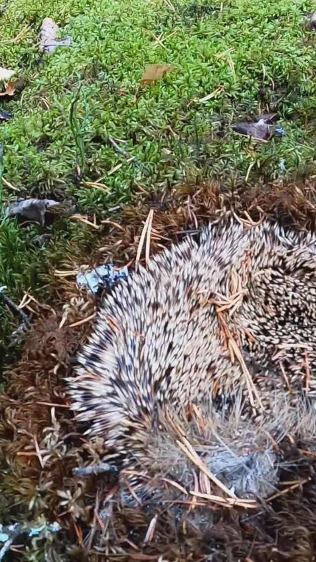 Грибник нашёл в лесу ЭТО и впал в СТУПОР! Один в тайге такого не ожидал... смотреть онлайн
