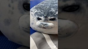 ТЮЛЕНИ ВЕЗДЕ 5 ЧАСТЬ Артикул на ВБ: 193431345 #тюлень #тюлени #игрушки #мягкиеигрушки #sora #прикол