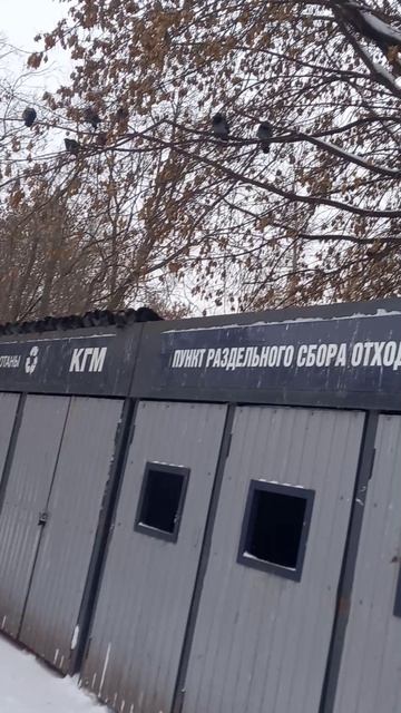 голуби 🐦 птицы выживание , зимовка