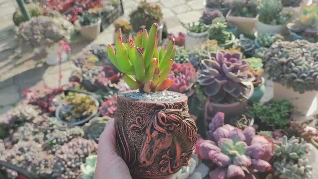 Гипсовое кашпо с лошадкой. Подходит не только для суккулентов. смотреть онлайн