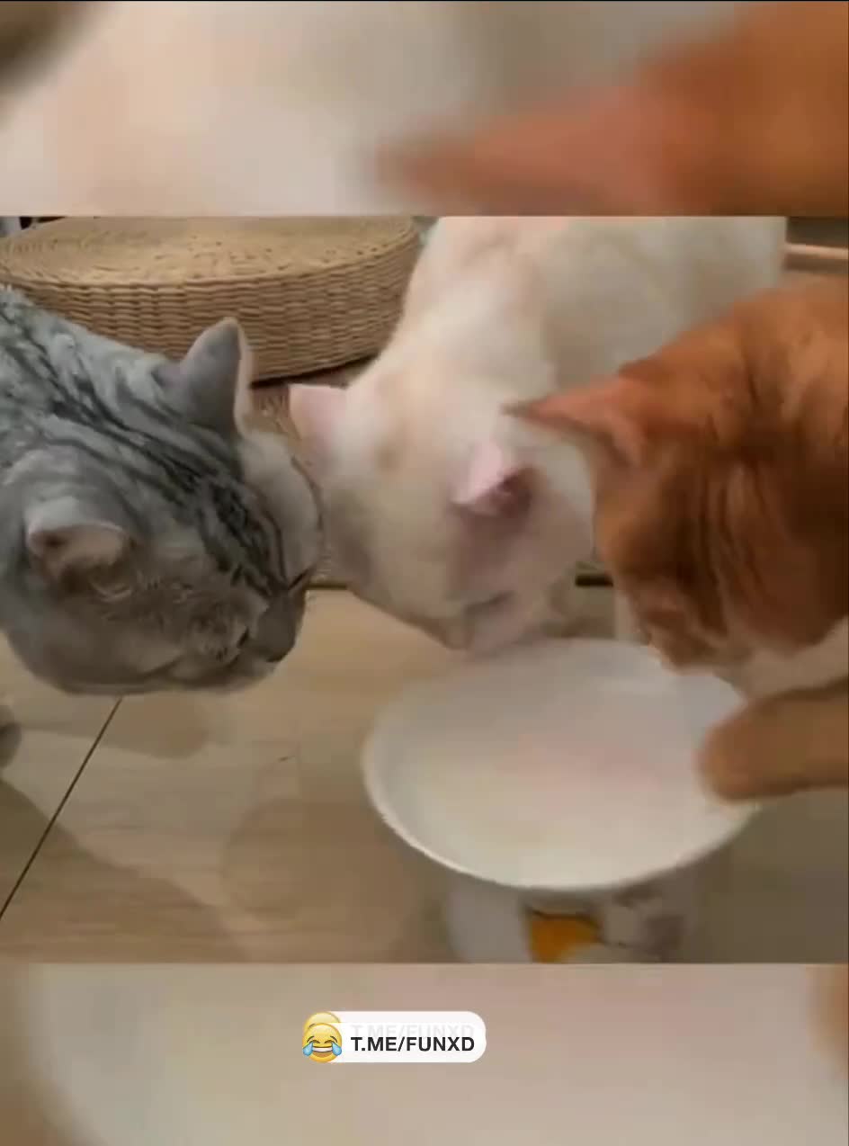 Наглость - второе счастье!😆 смотреть онлайн