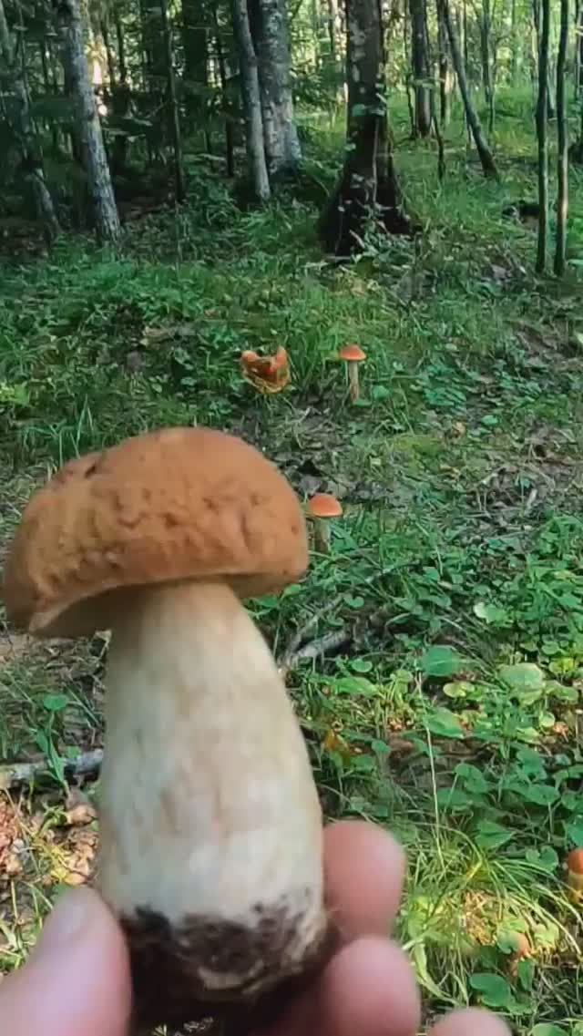 ПРОШЛИ ДОЖДИ - ПОШЛИ ГРИБЫ! #лес #грибы #природа смотреть онлайн