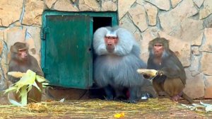 Почти ПРОЩАЛЬНЫЙ ужин! Лида и Елисей не знали, что Люся завтра бросит их и уйдет к Стёпе! Гамадрилы