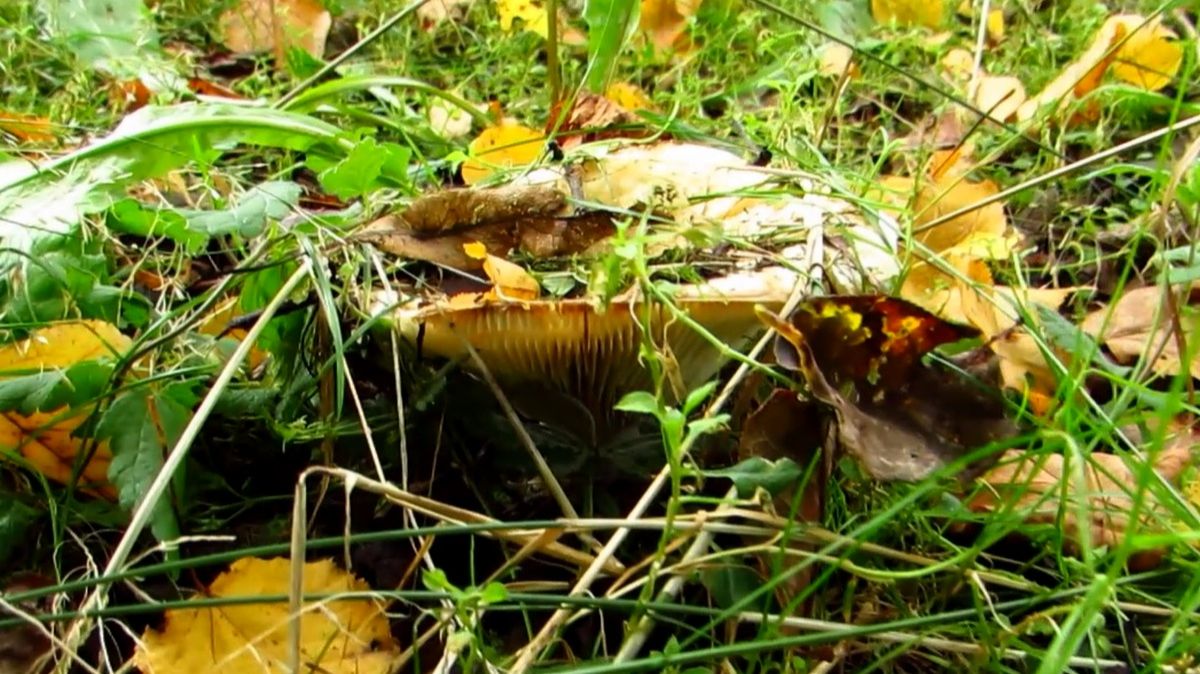 Грибок смотреть онлайн