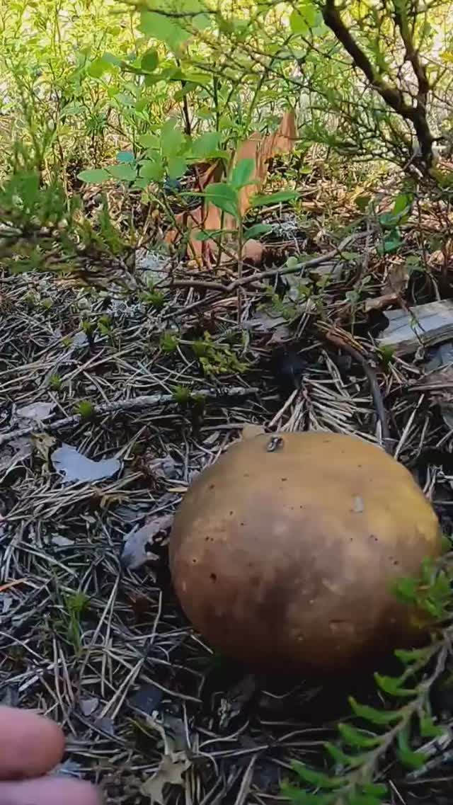 Слабонервным не смотреть! Грибник был в шоке, когда увидел ЭТО смотреть онлайн