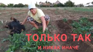 Любителям насажать картошки ПОСВЯЩАЕТСЯ  !!! 50 серия