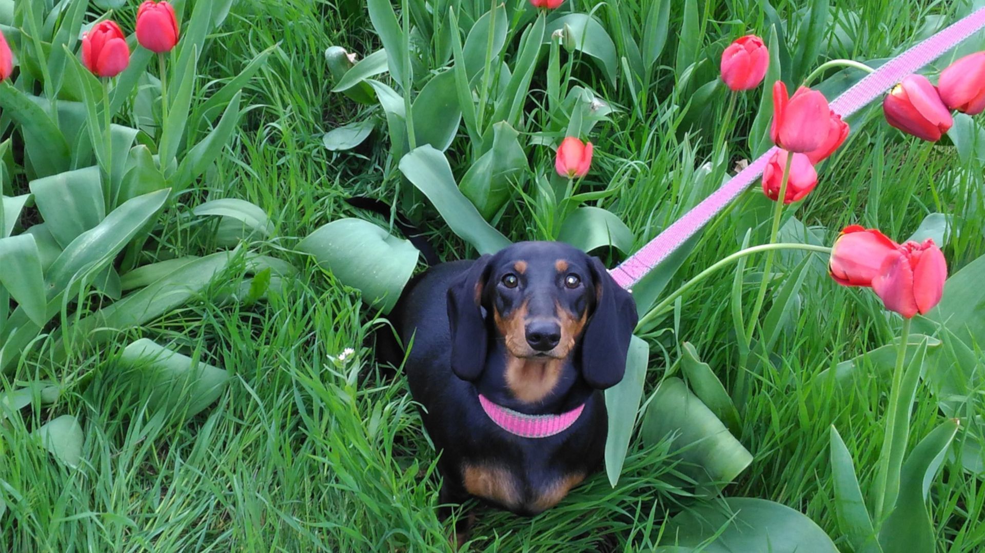Бетюши нет с нами уже 2 года((( Моя любимая малышка, ты навсегда осталась в наших сердцах!!!💖💖💖 смотреть онлайн