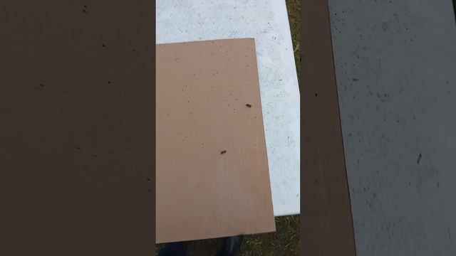 Результат осыпи клеща Варроа после обработки щавелевой кислотой методом сублимации. смотреть онлайн