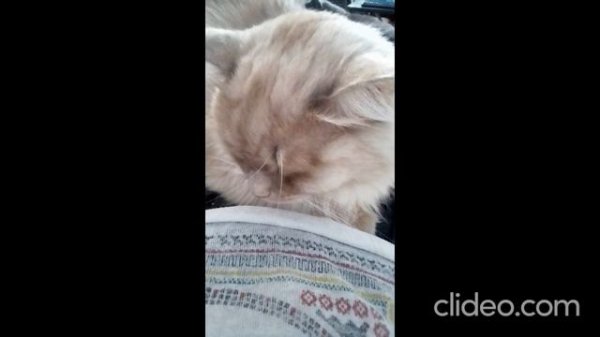 clideo_editor_83eed02bc7214736b0b2105edf783576