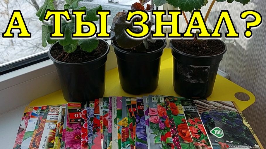 Что сеять в ДЕКАБРЕ на рассаду? ЦВЕТЫ!🌹🌹🌹 смотреть онлайн