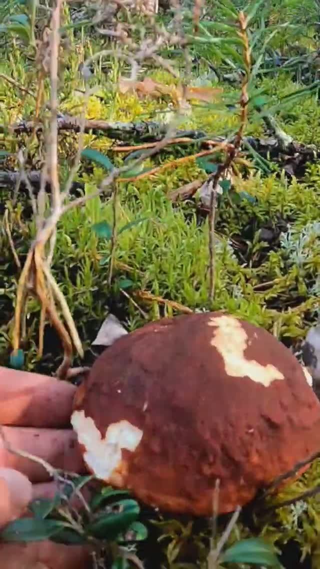 Белый гриб боровик, всех грибов отличнее. Богатырь лесовик с головой коричневой. смотреть онлайн