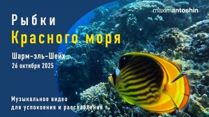 Рыбки Красного моря (с названиями). Шарм-эль-Шейх. 26 октября 2025. Музыкальное видео