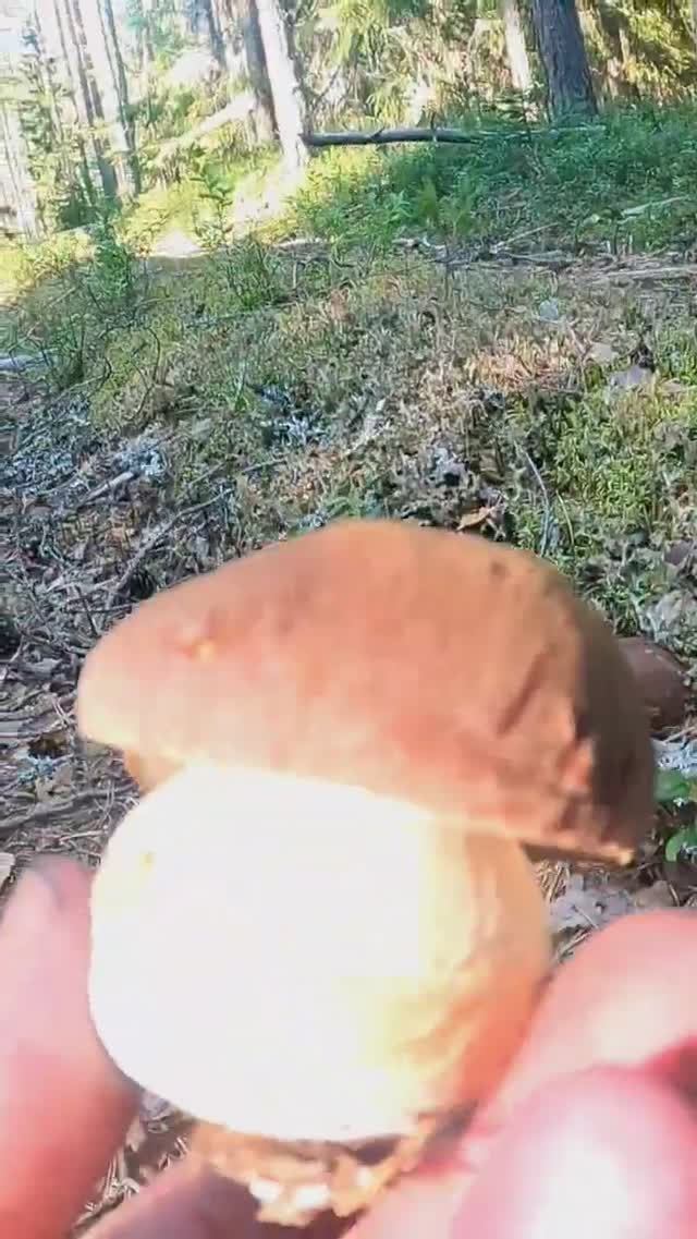 НАШЁЛ В ЛЕСУ ЭТО И ОБАЛДЕЛ! БОРОВИКИ СКАЗОЧНАЯ КАРЕЛИЯ смотреть онлайн