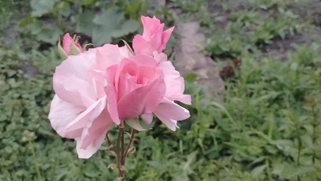 Приятные моменты лета