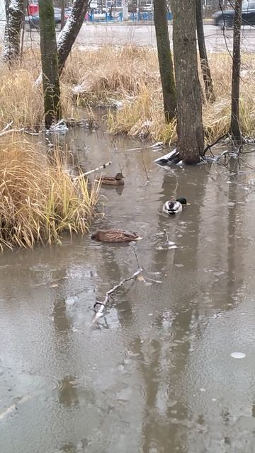 Маслянистый в перьях секрет, И угрозы намокнуть нет, И не мёрзнут лапы на льду, Преспокойненько ...