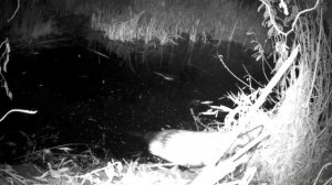 бобёр курва