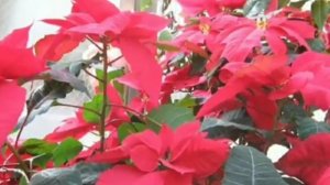Пуансеттия , Рождественская звезда .