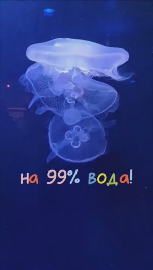 Животное на 99% вода 😱