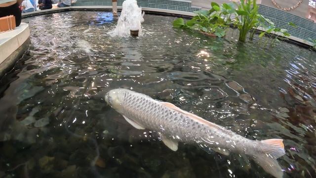 Аквариум в ТЦ Central Phuket Festival Пхукет Таиланд смотреть онлайн