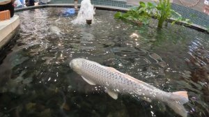 Аквариум в ТЦ Central Phuket Festival Пхукет Таиланд