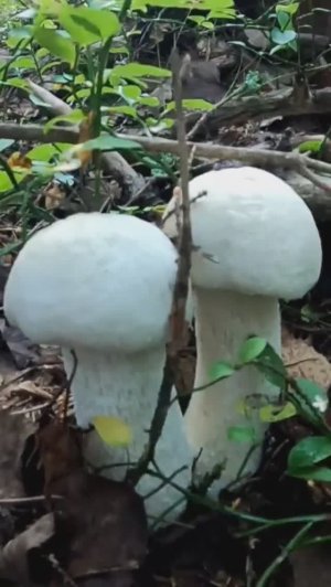 Грибник нашёл в лесу грибной рай и обалдел, такого не ожидал.