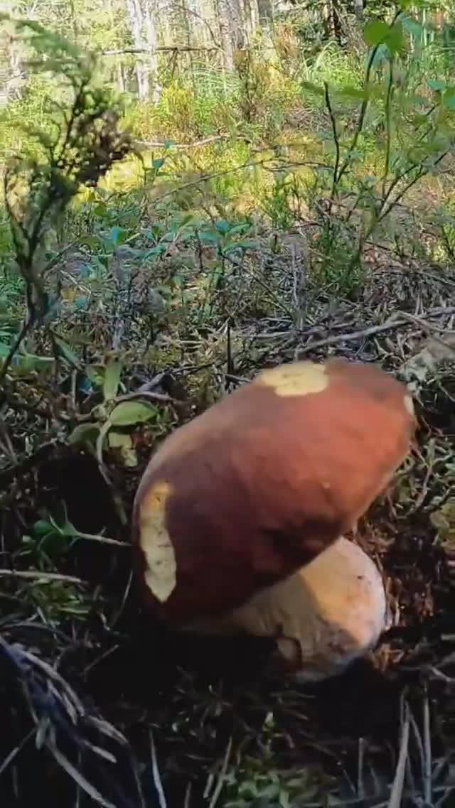 НЕ ОЖИДАЛ УВИДЕТЬ ЭТО! Белый гриб растет ПРЯМО НА ДОРОГЕ Грибник в шоке! Сказочная Карелия #грибы смотреть онлайн