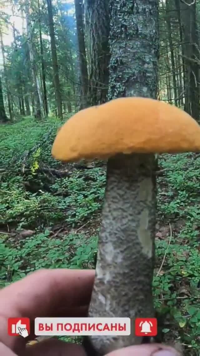 ГОРЕ ГРИБНИКИ! ВОЛОСЫ ДЫБОМ ОТ ТАКИХ НАХОДОК В ЛЕСУ #лес #грибы #природа смотреть онлайн