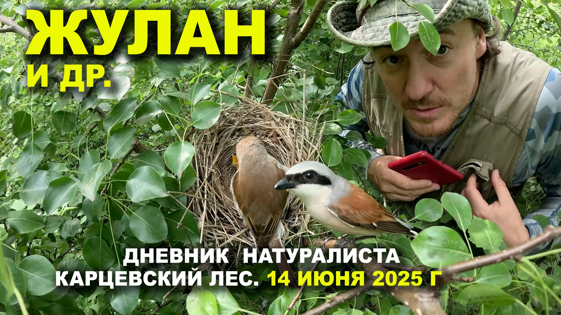 Птицы Карцевского леса. Дневник 14 июня 2025 г. смотреть онлайн