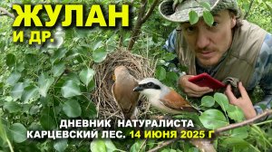 Птицы Карцевского леса. Дневник 14 июня 2025 г.