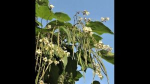 Ботанический сад Владивостока: мозаика воспоминаний. Путешествие в мир природы.