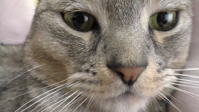 КТО НЕ СМОЖЕТ ВЕРНУТЬСЯ ИЗ СНА? | кошачья история ужасов 4 серия смотреть онлайн