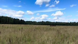 Ушла одна в поле, а вернулась с теленком! Отелилась голштинская нетель в поле! Двойное пополнение!