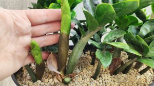 МОЩНАЯ ПОДКОРМКА ЗАМИОКУЛЬКАСА, даже чахлый выдаст много новых листьев