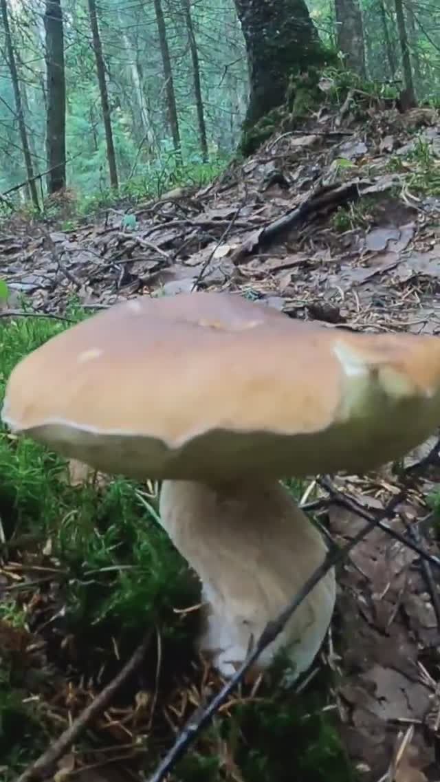 Нашёл в лесу это чудо, такого не ожидал! Белые грибы Сказочная Карелия. #лес #грибы #карелия смотреть онлайн