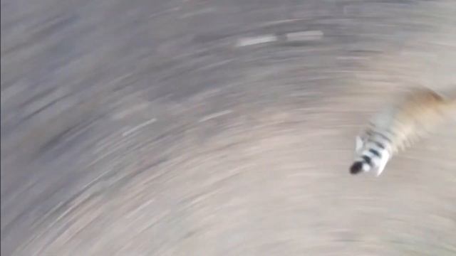 Один день из жизни Мышули.