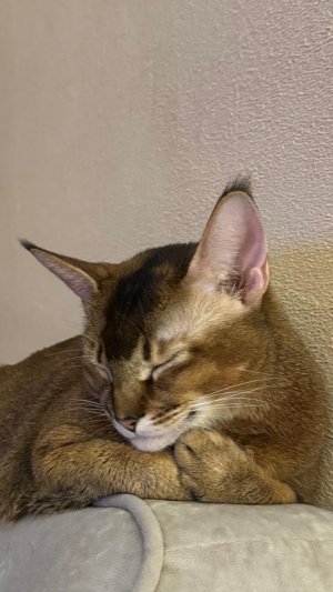 Что она там увидела? 😱 Реакция кошки бесценна