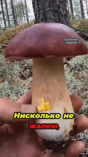 Грибник зашел в мох и обалдел такого не ожидал! Сбор грибов Сказочная Карелия