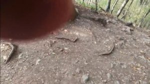 турист 1 лезет в дупло дерева