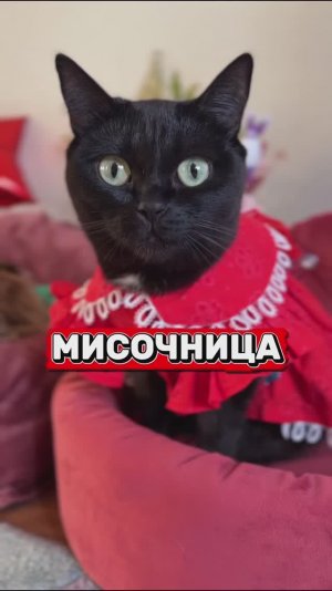 А у вас живет мисочница?😹 #кошка #юмор #котики